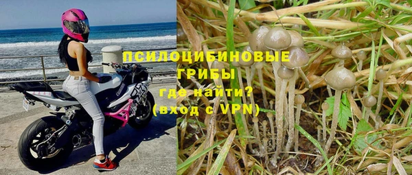 сатива Бородино